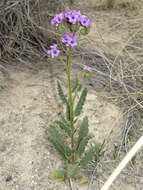 Image of Texan phacelia