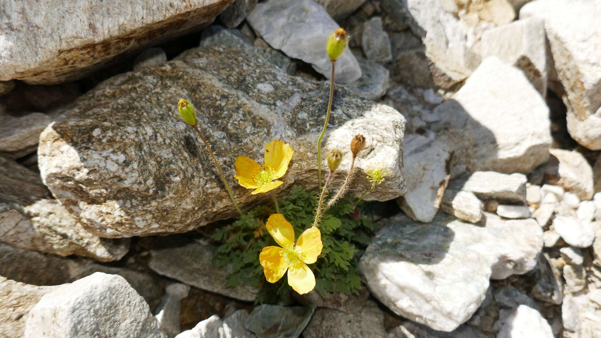 Image of Papaver lapeyrousianum Gutermann