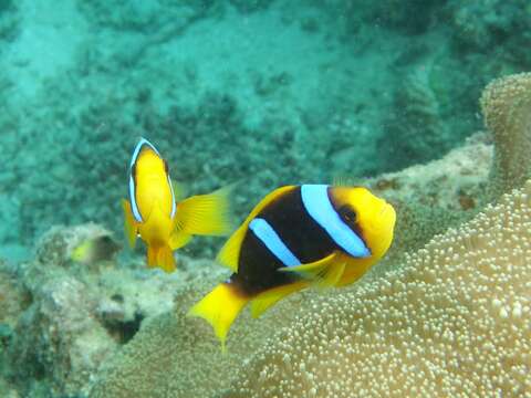 Image of Orange-fin anemonefish