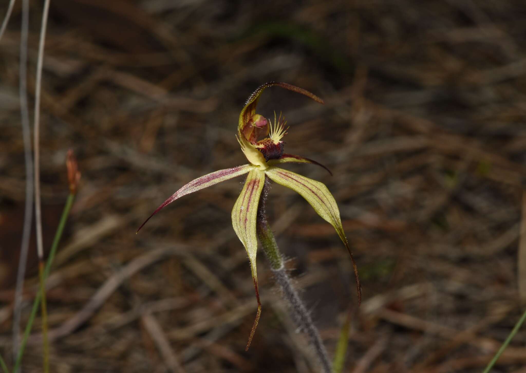 Image of Judy's spider orchid