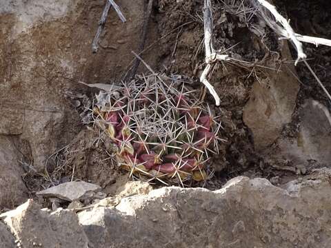 Image of little nipple cactus