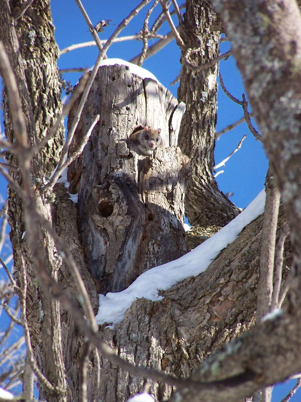 Image of American Flying Squirrels