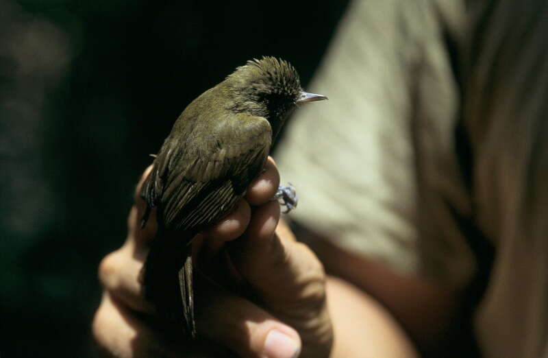 Image of MacConnell's Flycatcher