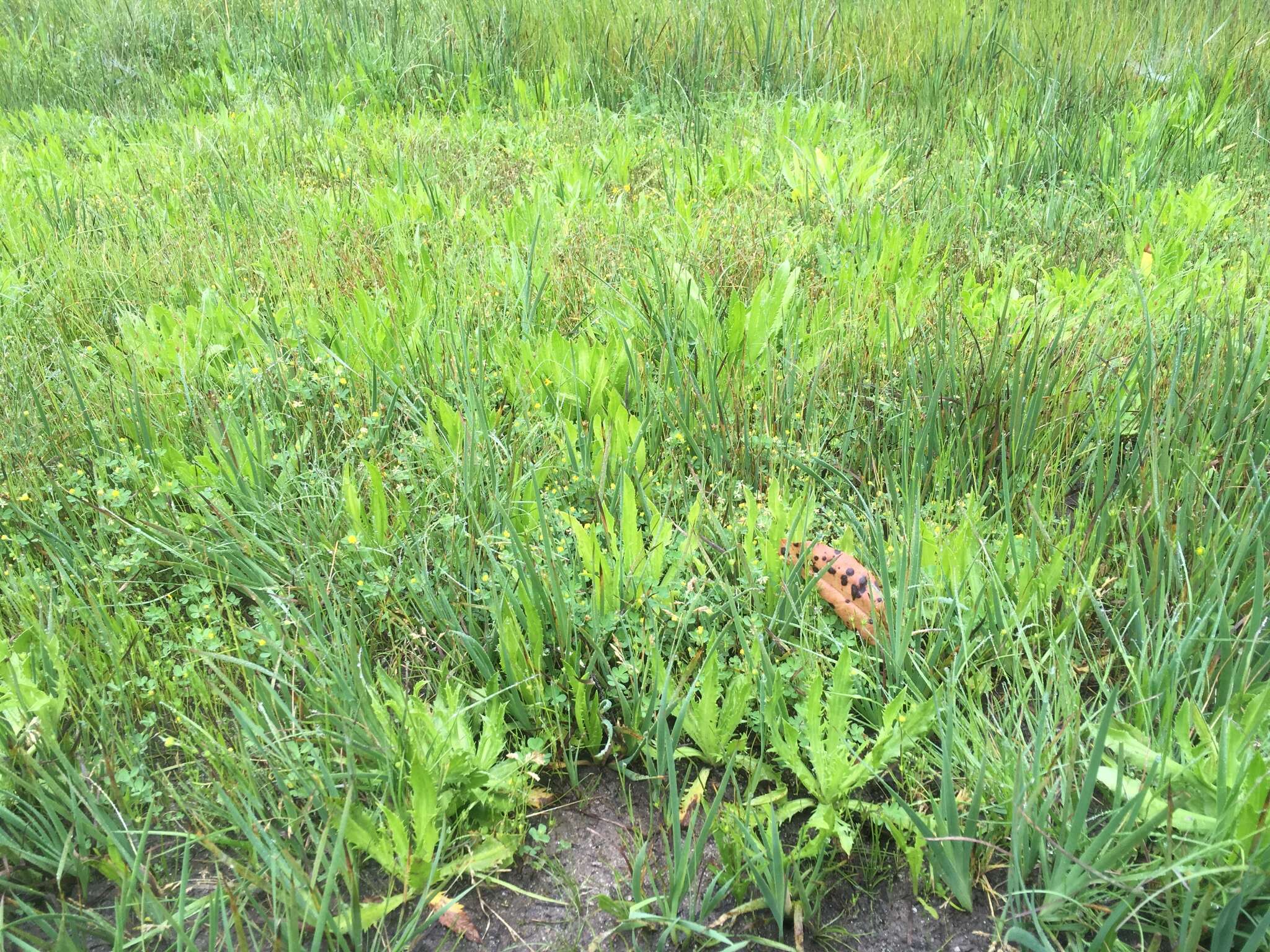 Image of coastal eryngo