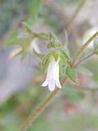 Image of Campanula erinus L.