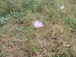 Image of Texas skeletonplant