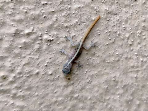 Image of Mysore Day Gecko