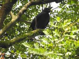 Image of Slender-billed Crow