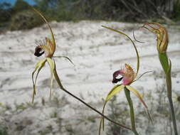 Image of Scott River spider orchid