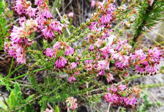 Image of Erica similis (N. E. Br.) E. G. H. Oliver