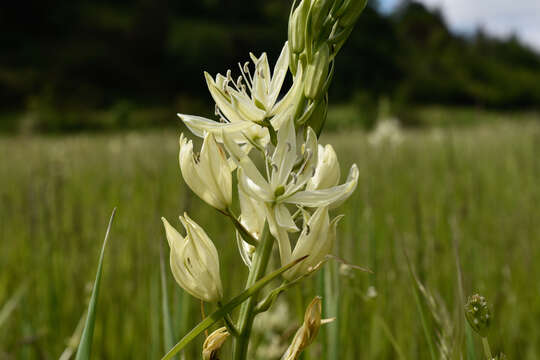 Imagem de Camassia leichtlinii subsp. leichtlinii