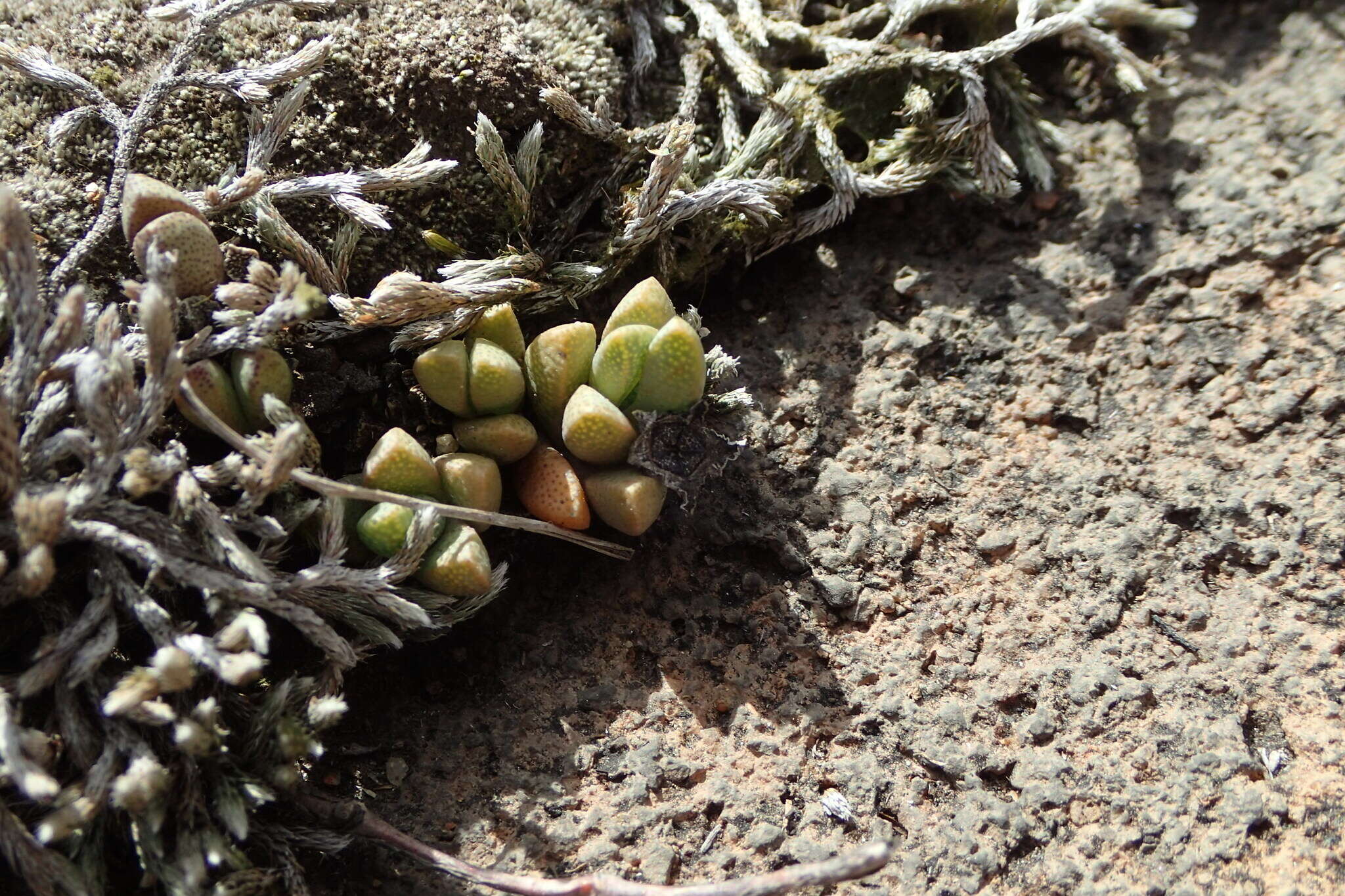 Image of Mossia intervallaris (L. Bol.) N. E. Br.