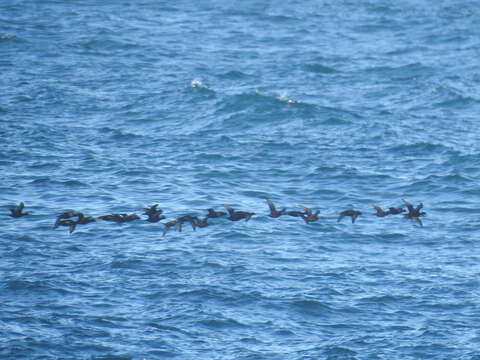 Image of Common Scoter