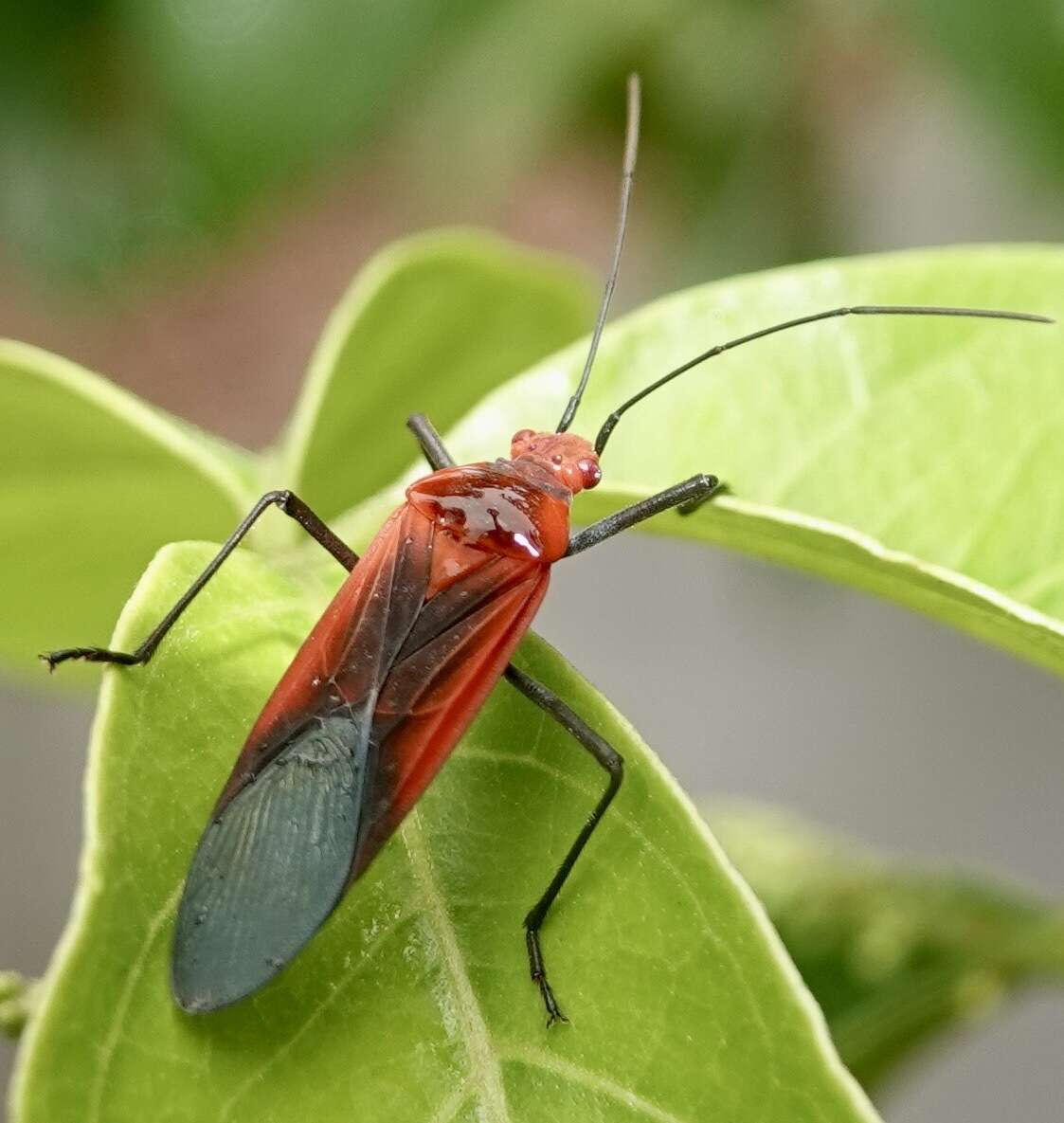 Leptocoris rufomarginatus (Fabricius 1794) resmi