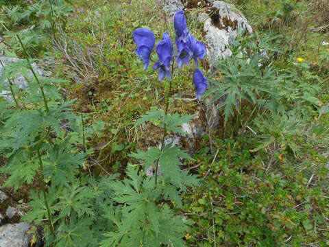 Слика од Aconitum nasutum Rchb.