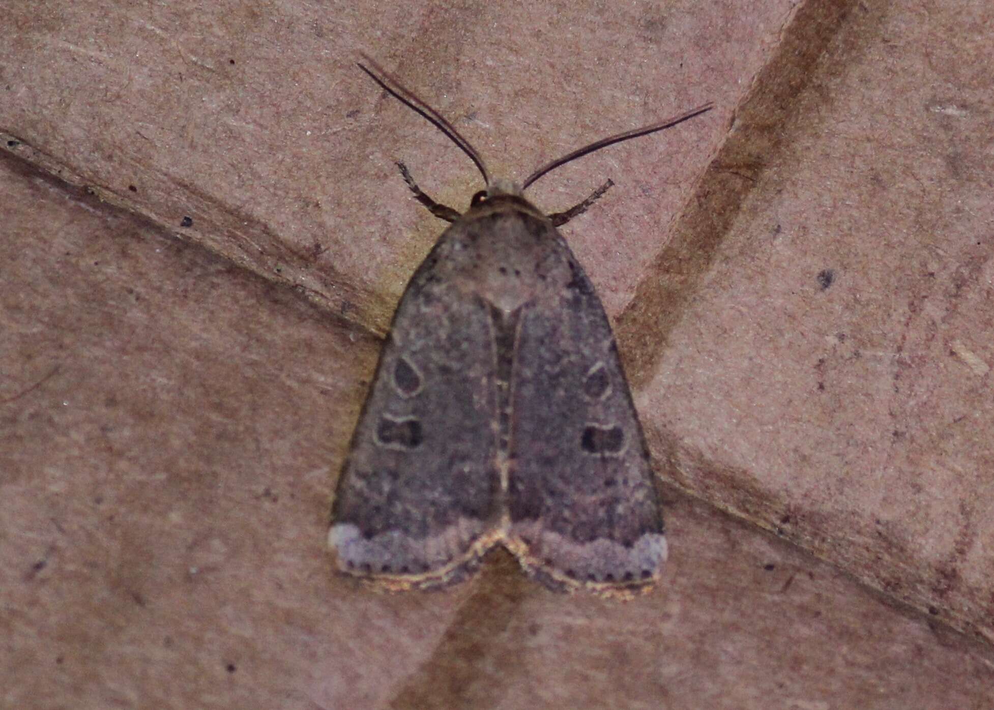 صورة Abagrotis alternata Grote 1864