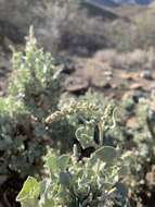 Image de Atriplex nummularia subsp. nummularia