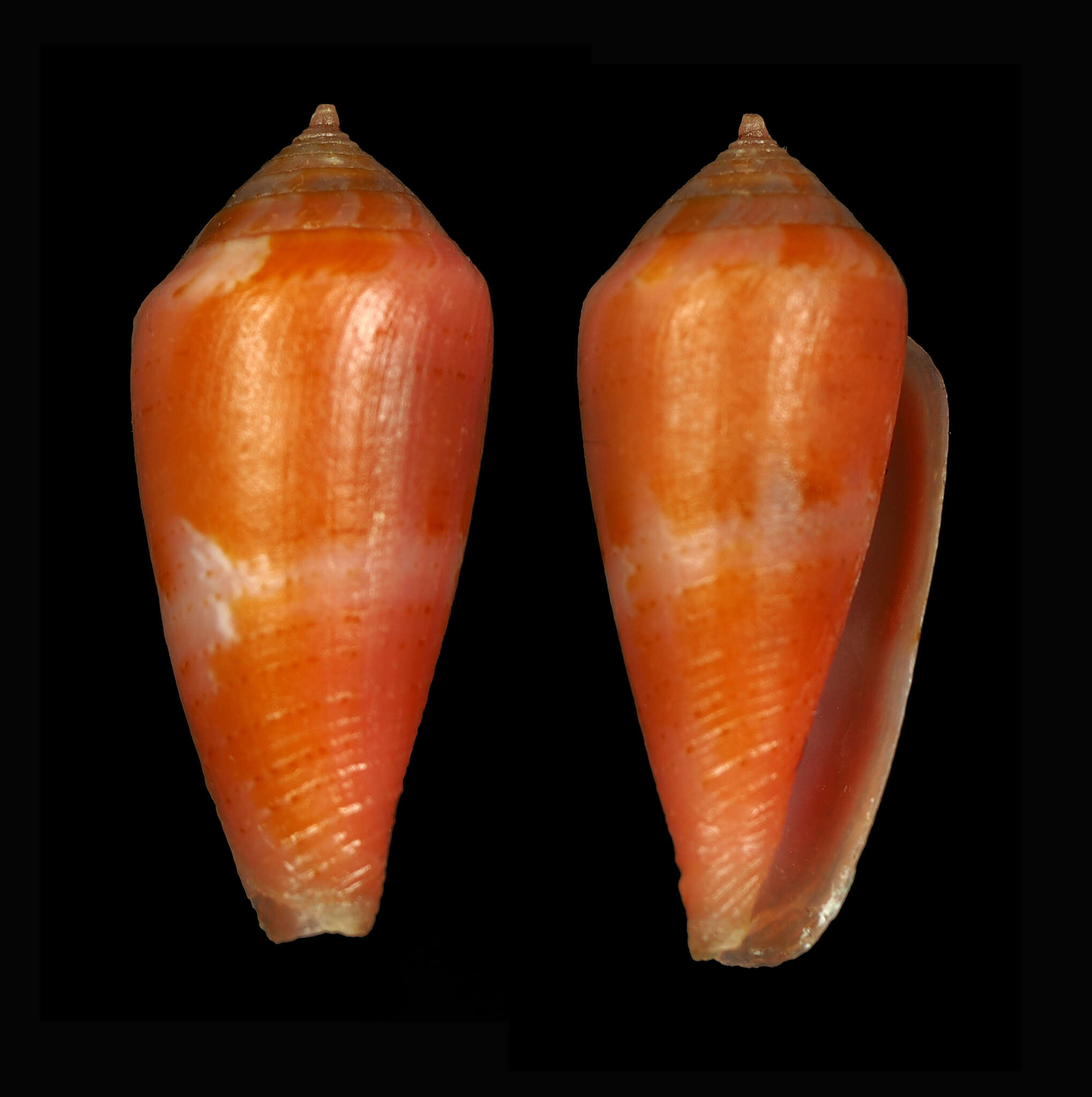 Image of Conus corallinus Kiener 1847