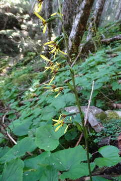 Image of Ligularia kojimae Kitam.