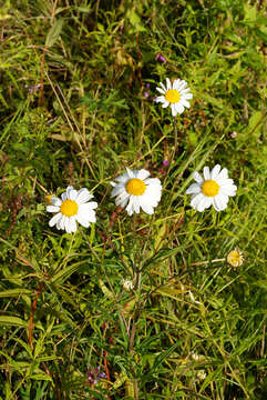 Leucanthemella linearis (Matsum.) Tzvel. resmi