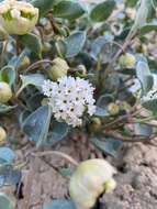 Image of clay sand verbena