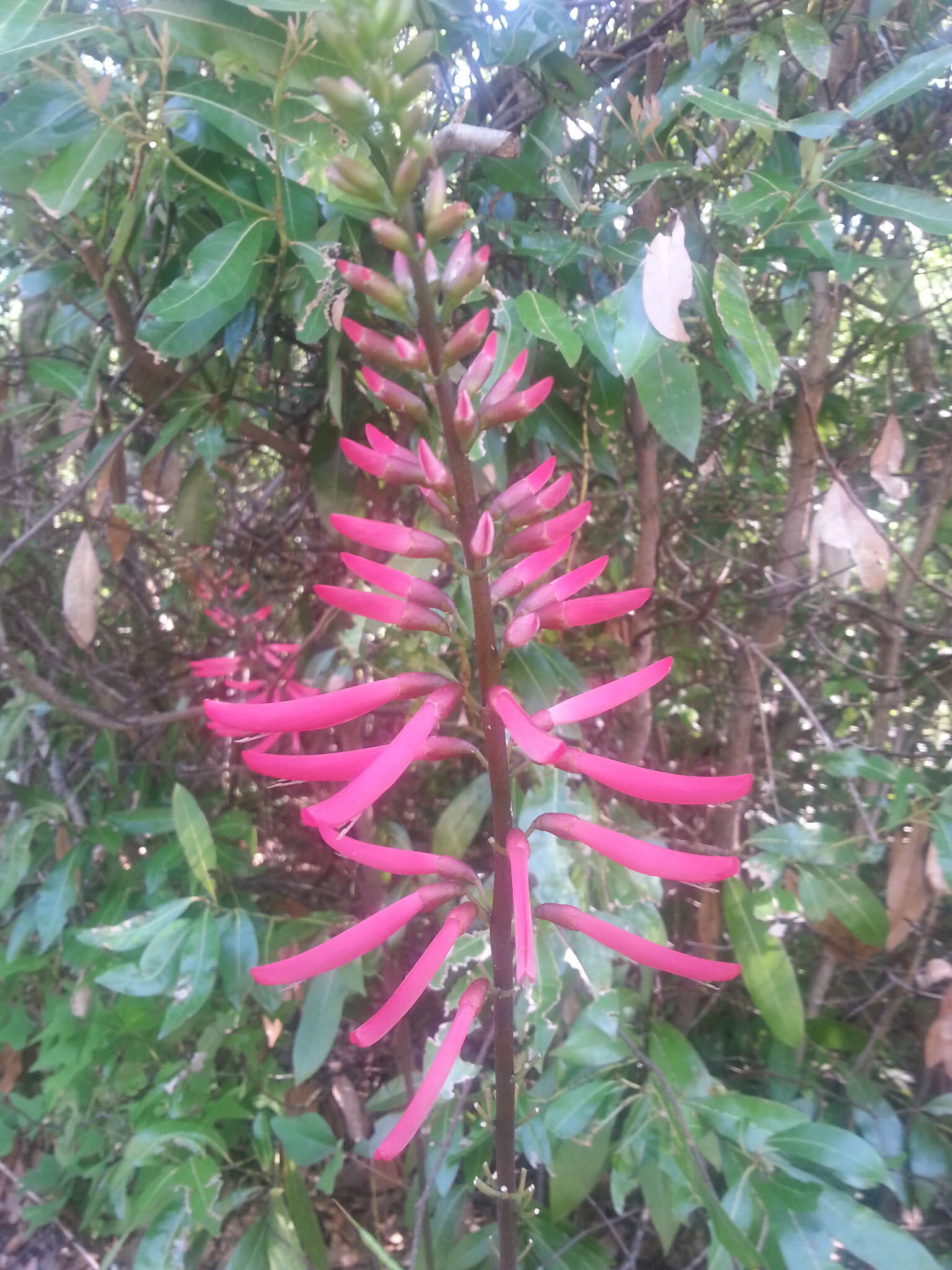 Слика од Erythrina herbacea L.