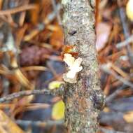 Image de Tremella encephala Pers. 1801