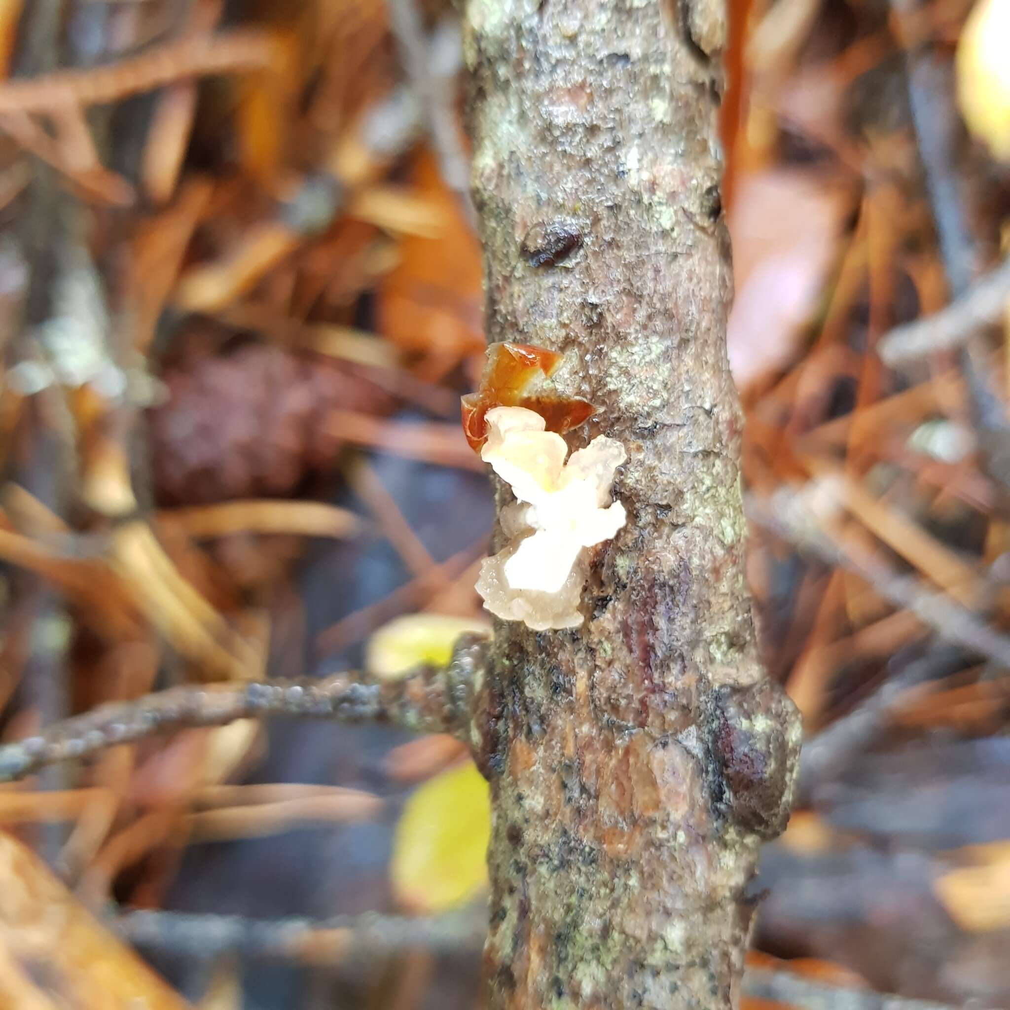 Image of Tremella encephala Pers. 1801