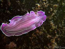 Image of pink flatworm