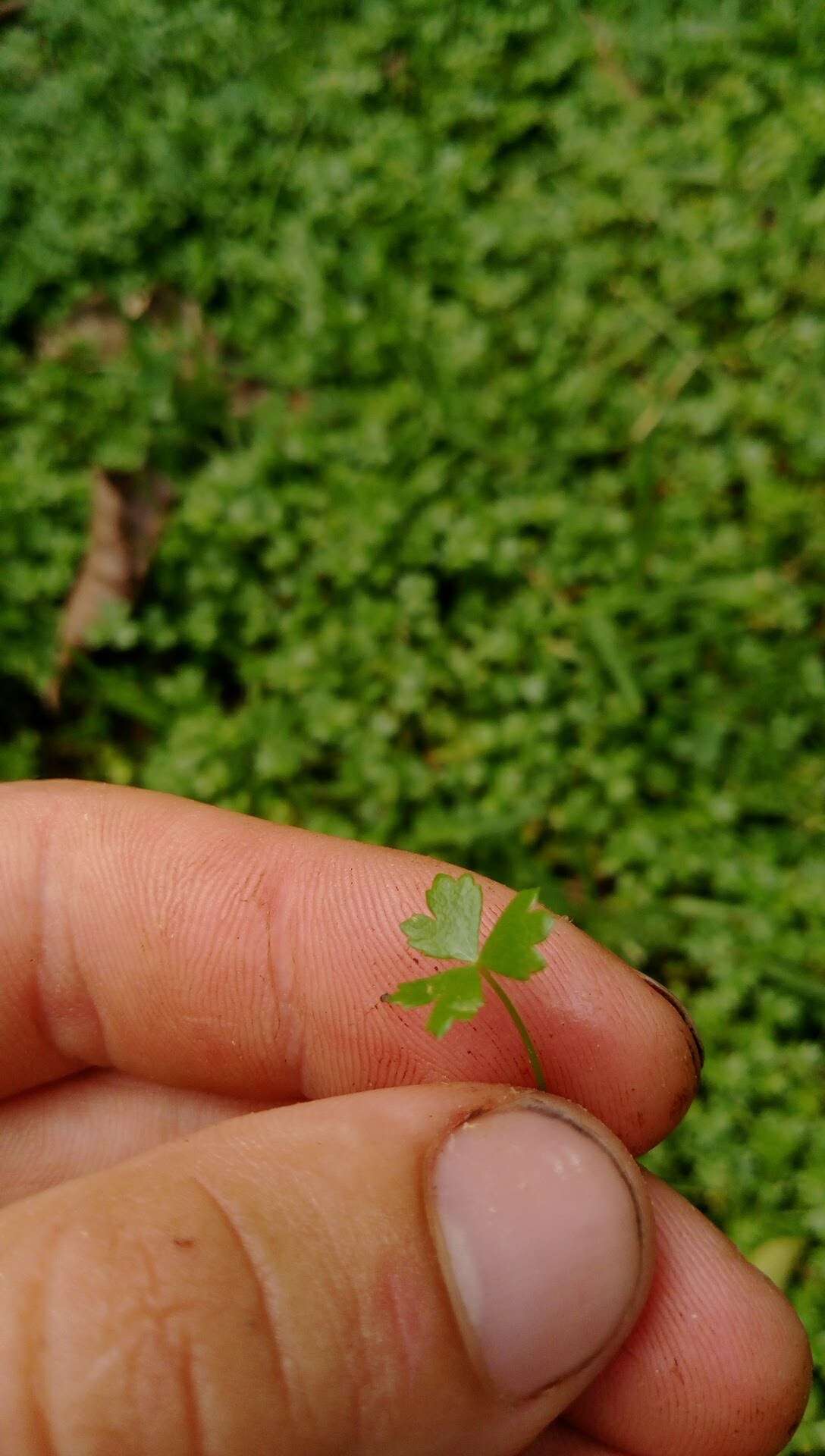 Image de Hydrocotyle tripartita R. Br. ex A. Rich.