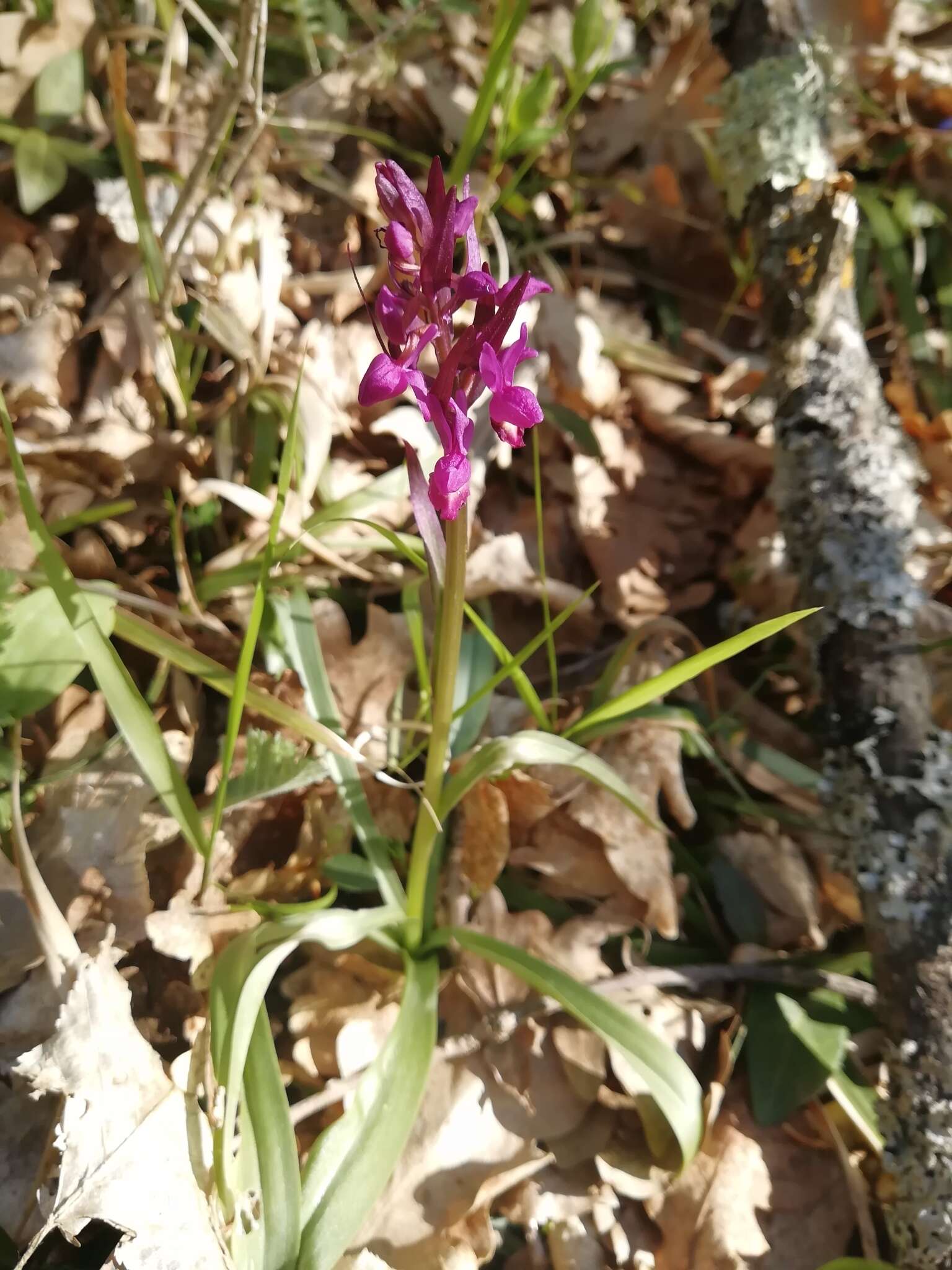 Image de Dactylorhiza romana subsp. georgica (Klinge) Soó ex Renz & Taubenheim