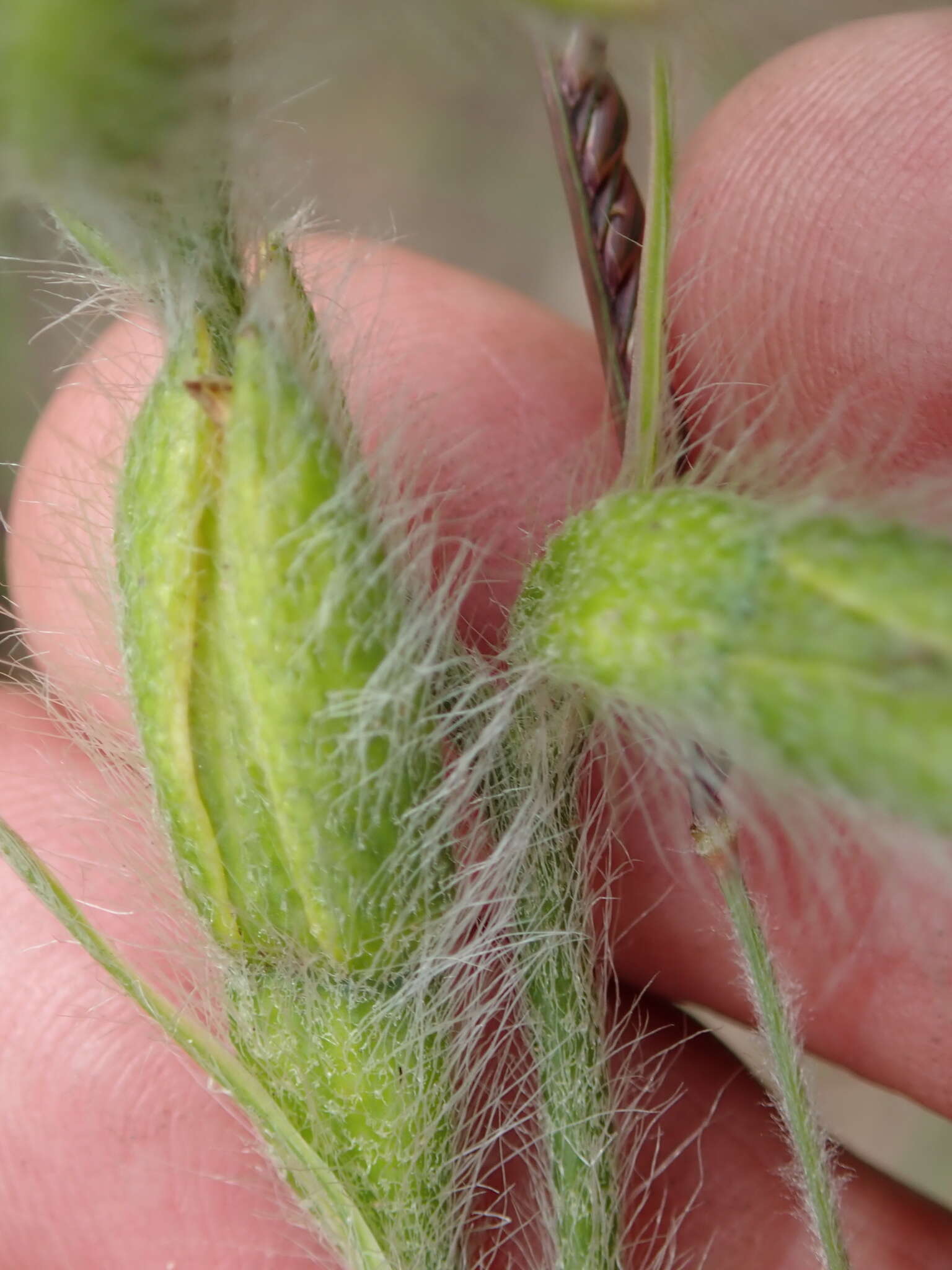 Image of Hypoxis rigidula Baker