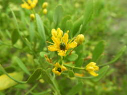 Image of Ruta pinnata L. fil.