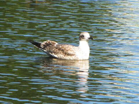 Image of lesser black-backed gull