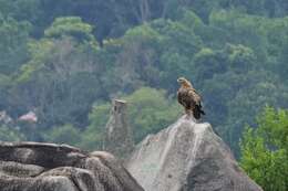 Image of Asian Imperial Eagle