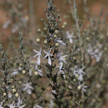 Teucrium racemosum R. Br. resmi