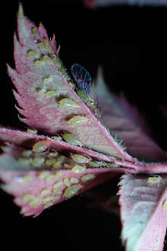 Image of Aphid