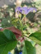 Image of Solanum sycophanta Dun.