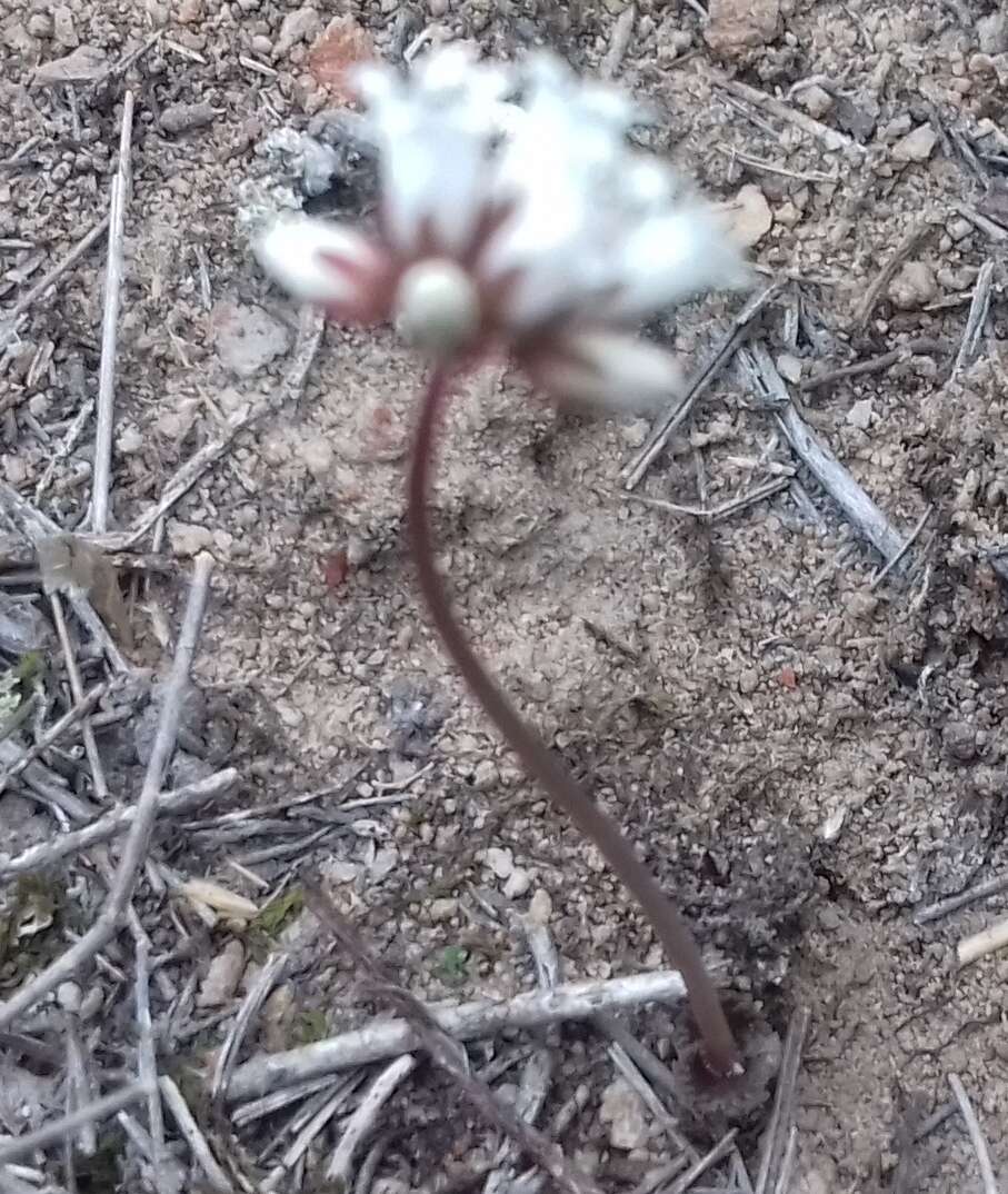 Image of Crassula saxifraga Harv.