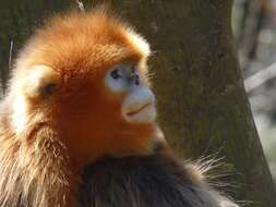 Image of Snub-nosed Monkeys