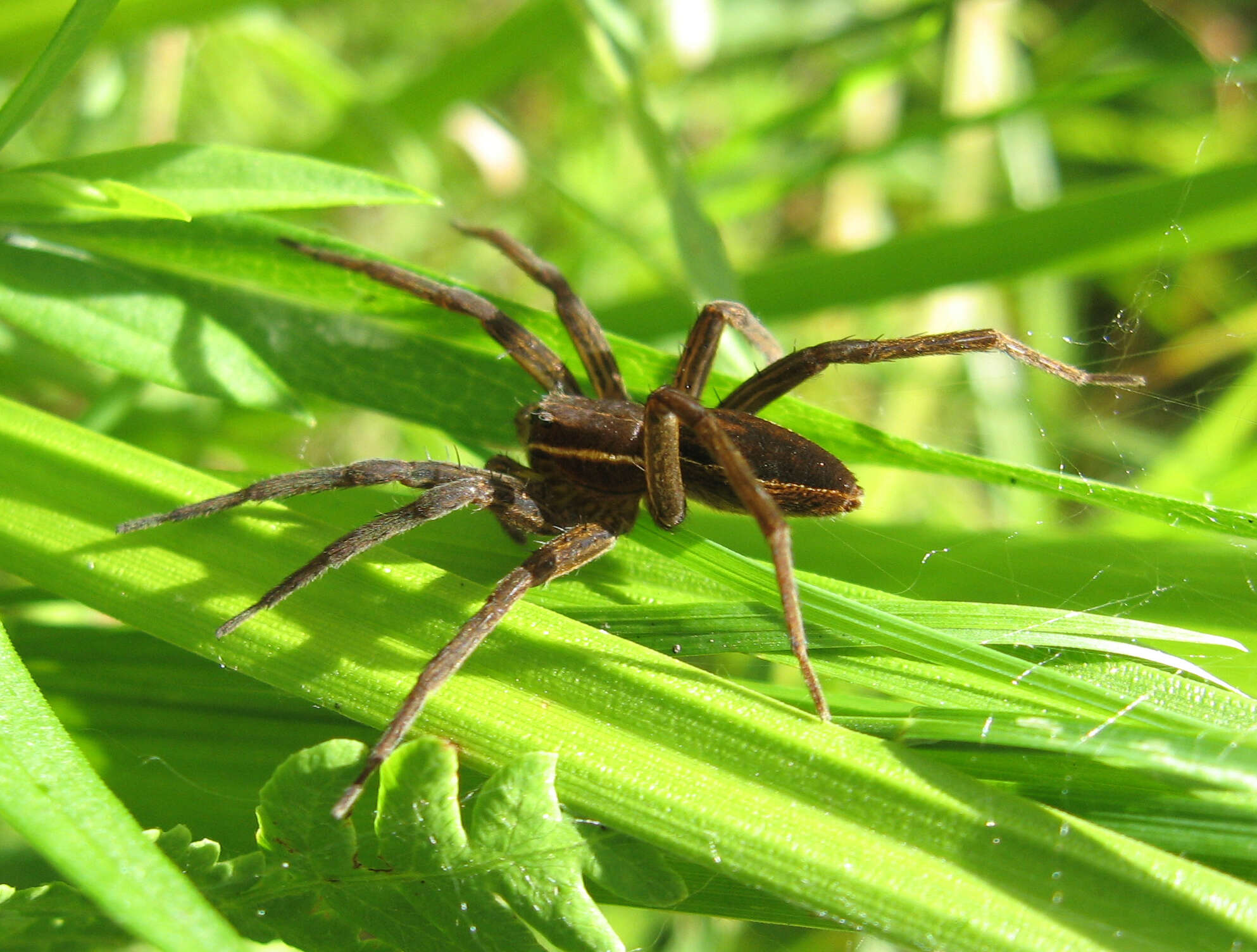 Image of Dolomedes striatus Giebel 1869