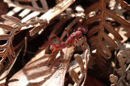 صورة Myrmecia nigriscapa Roger 1861