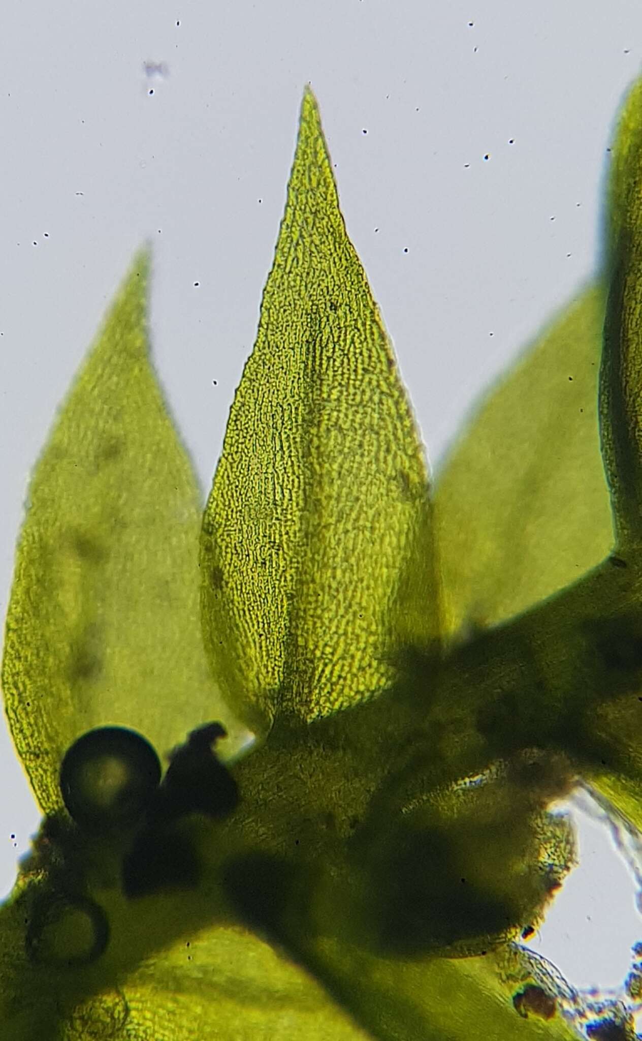 Image of <i>Microeurhynchium pumilum</i>