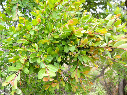 Image of Erythroxylum delagoense Schinz.