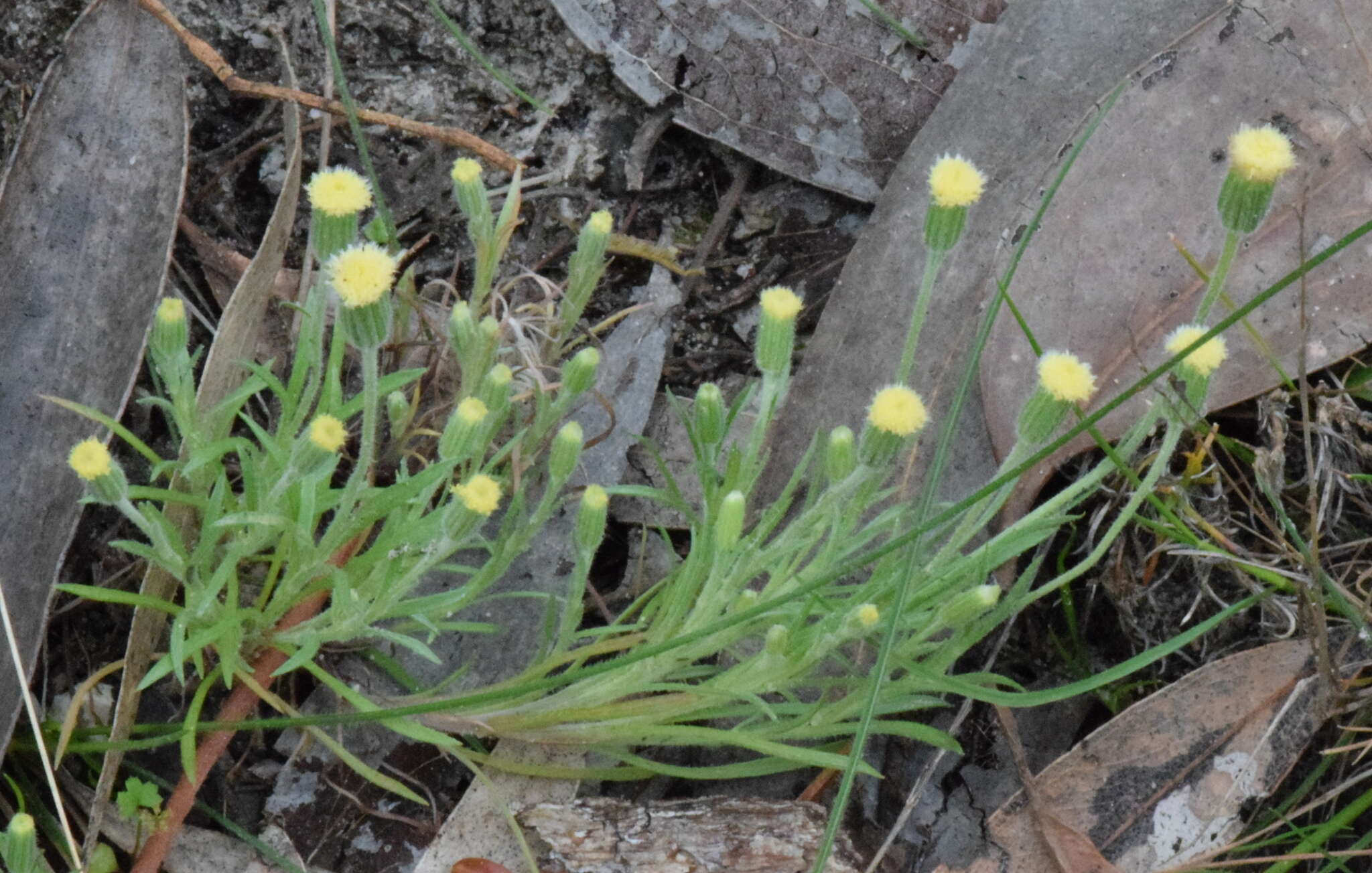 Слика од Millotia tenuifolia Cass.