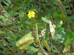 Image of <i>Cenostigma bracteosum</i>