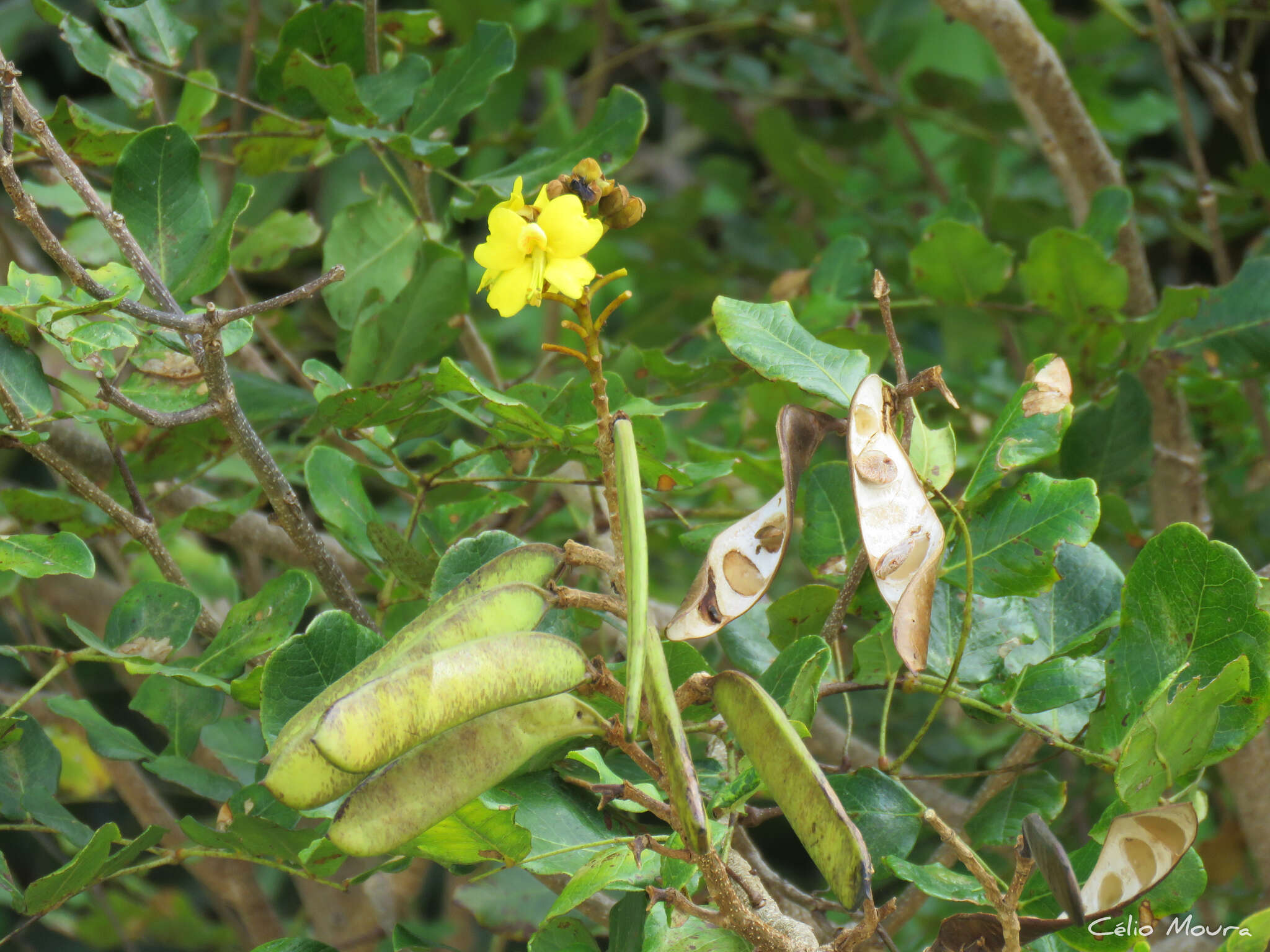 Image of <i>Cenostigma bracteosum</i>