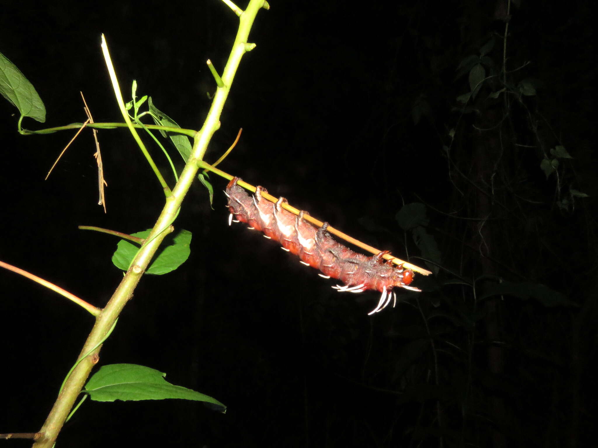 Image of Citheronia phoronea (Cramer 1779)