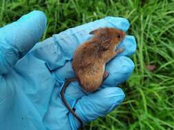 Image of harvest mouse