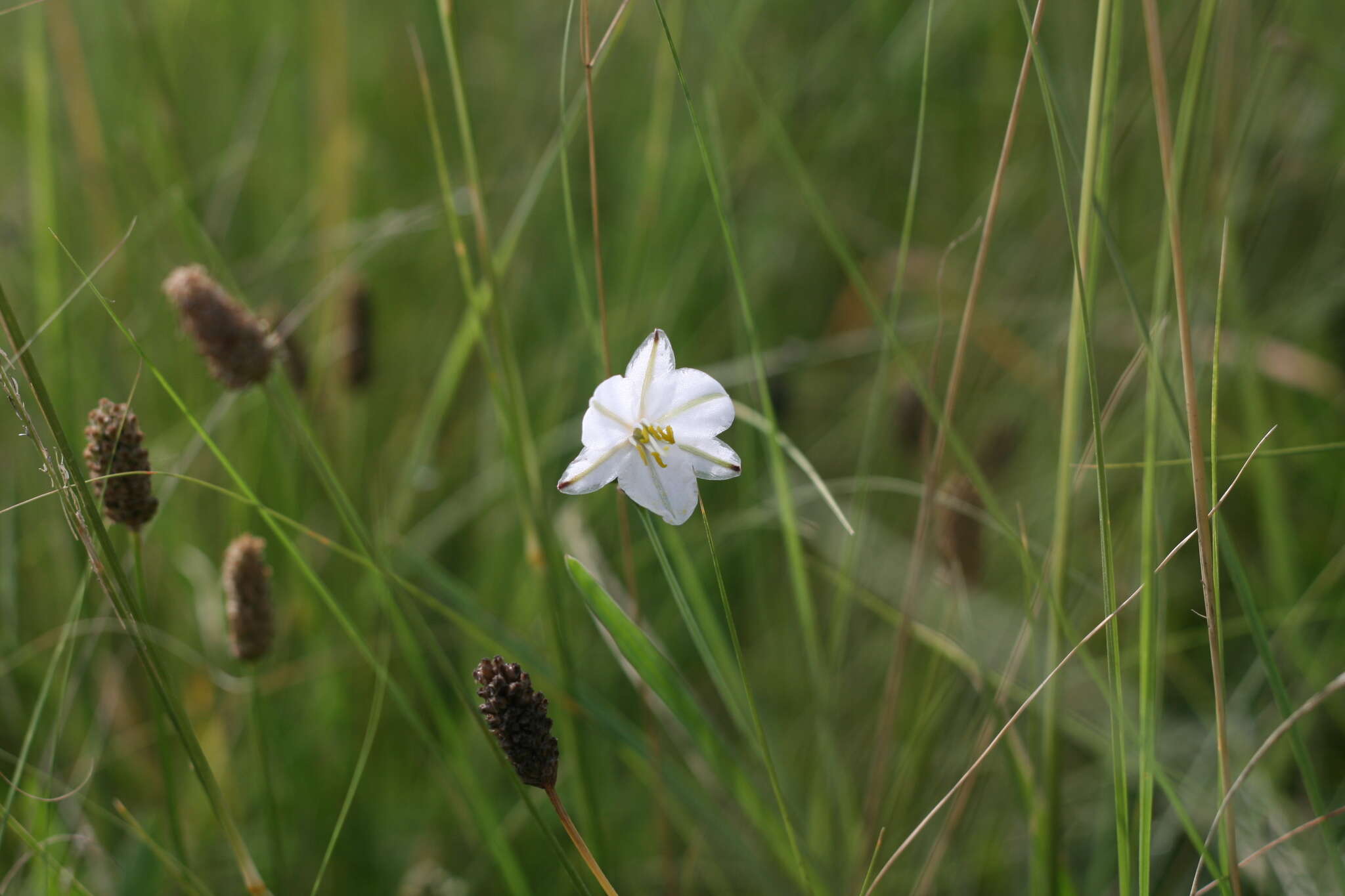 Plancia ëd Chlorophytum fasciculatum (Baker) Kativu